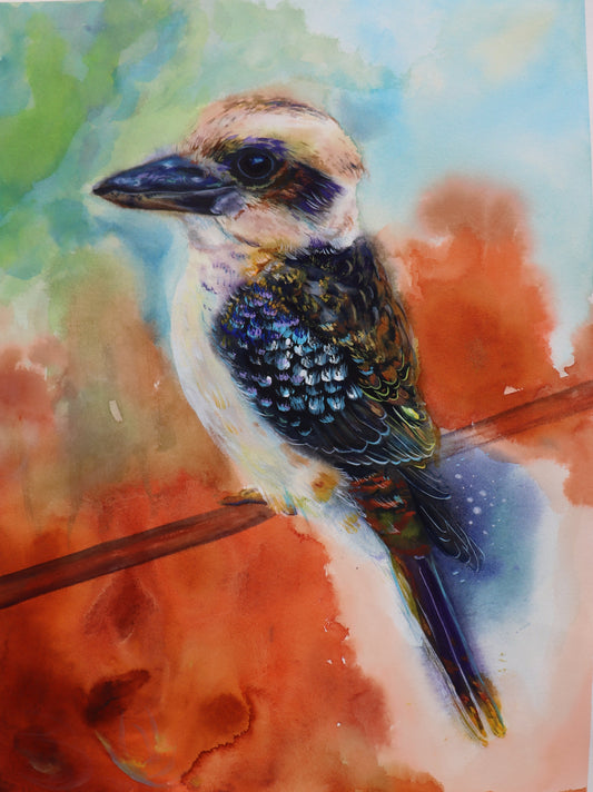 Nature watcher Kookaburra