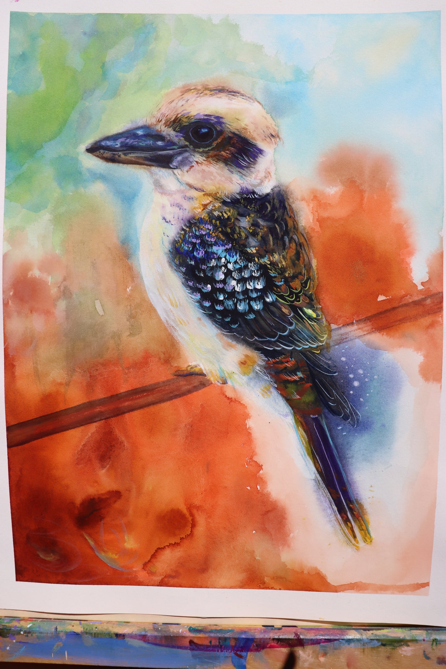 Nature watcher Kookaburra