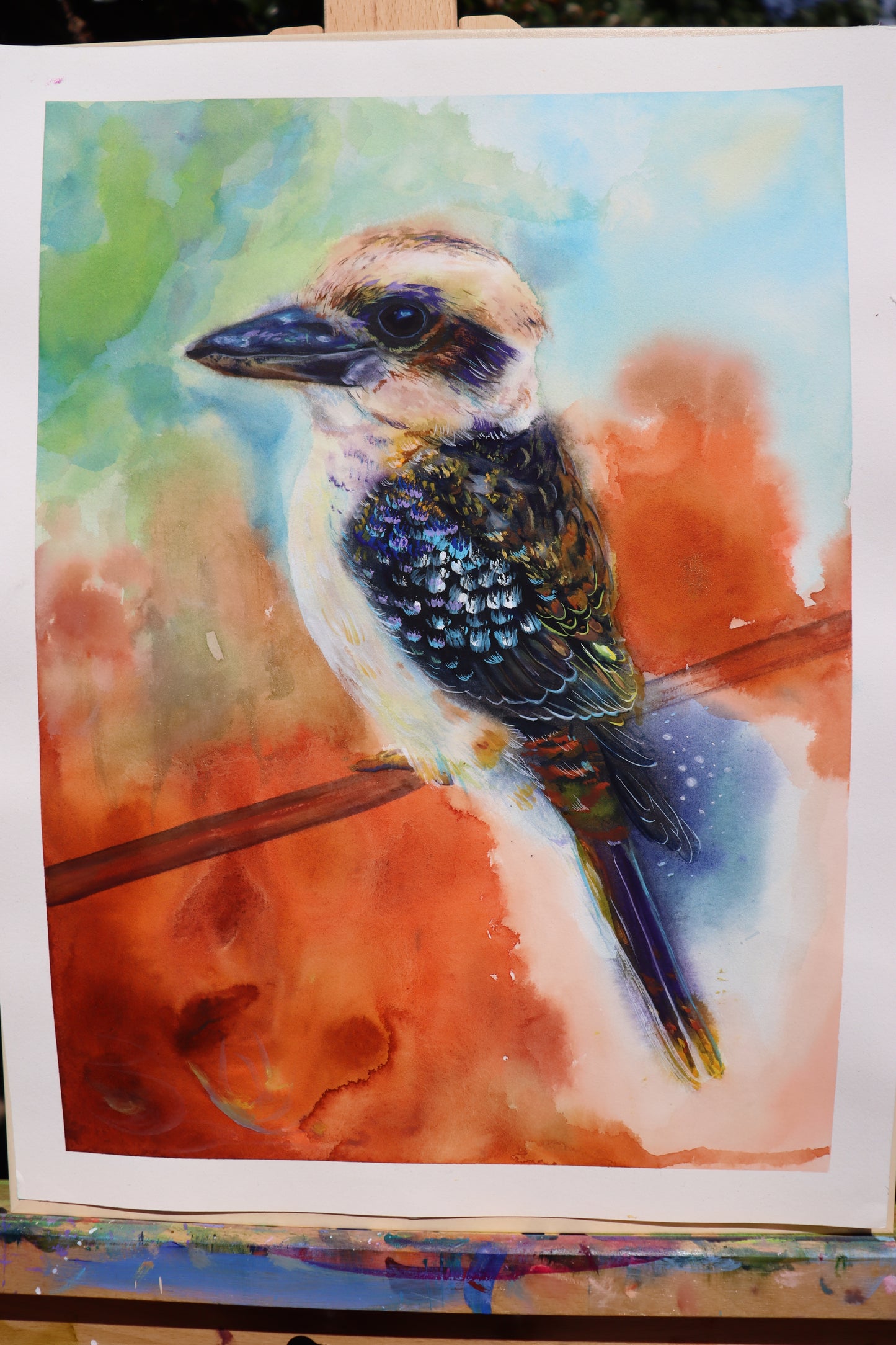 Nature watcher Kookaburra