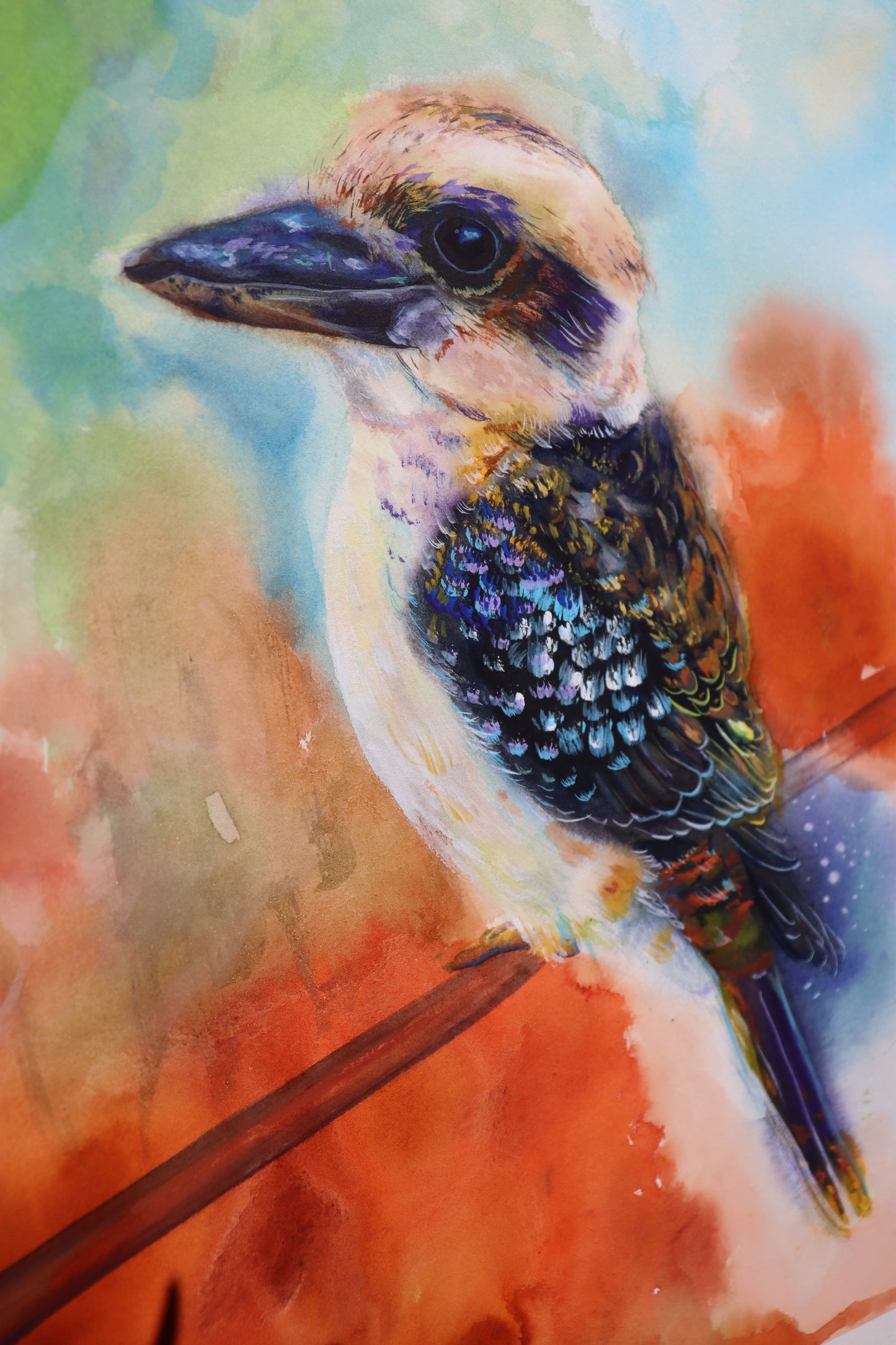 Nature watcher Kookaburra